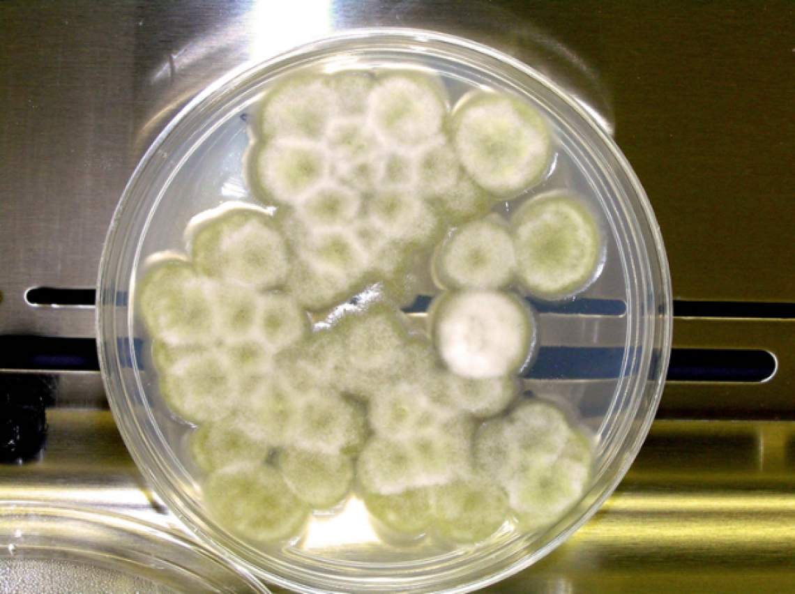 Culture of Chaetomium sp., a filamentous fungus used for biocatalytic transformation of guayule metabolites.