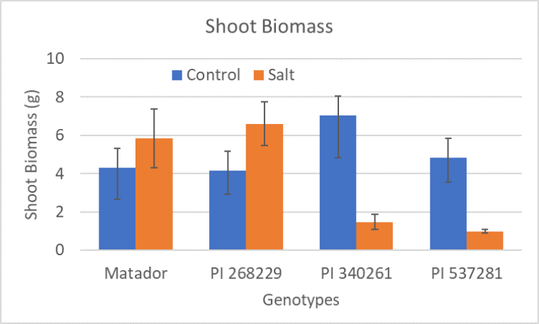 Comparison of shoot biomass of different guar genotypes under control and high salinity conditions