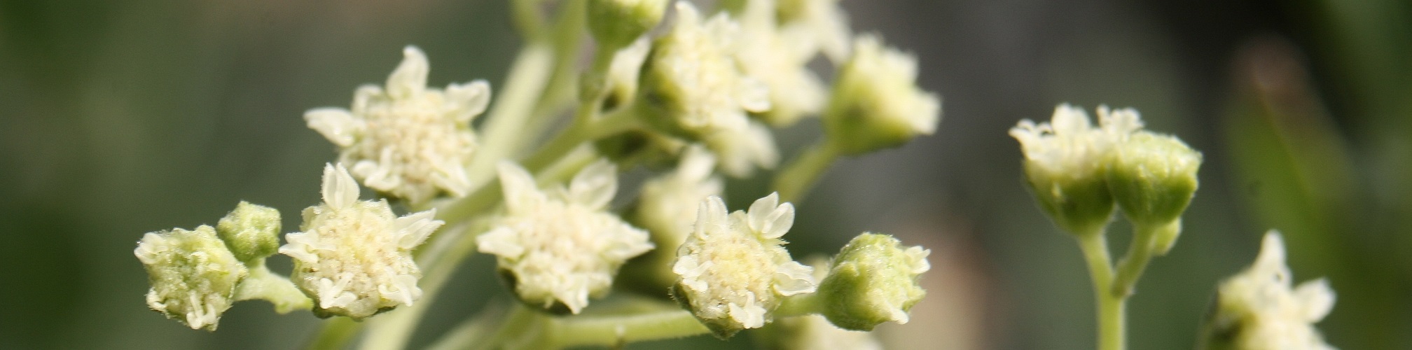 Guayule flowers