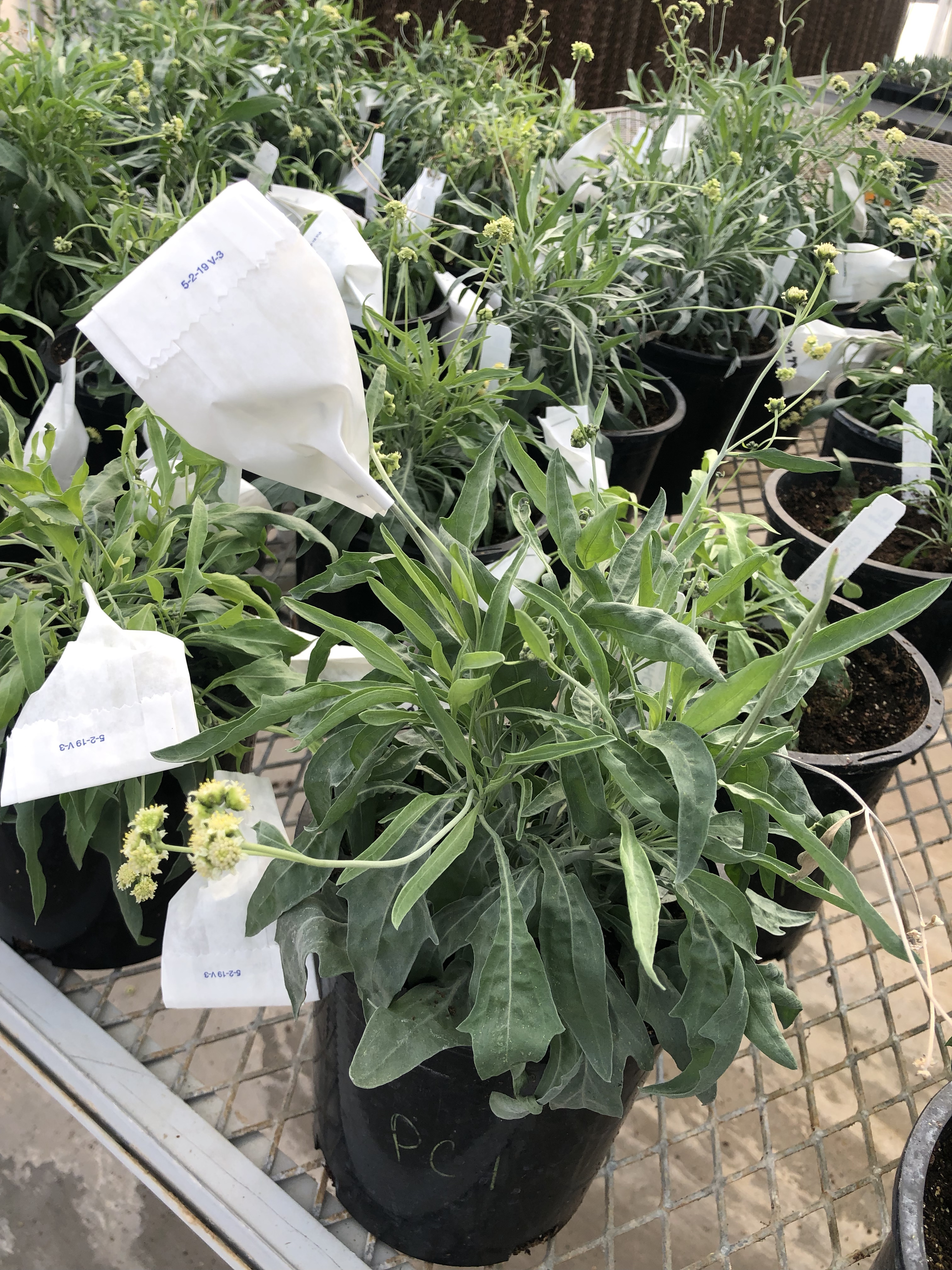 Guayule seed collection