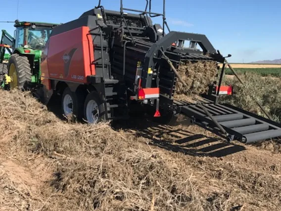 Baling guayule plants in the field