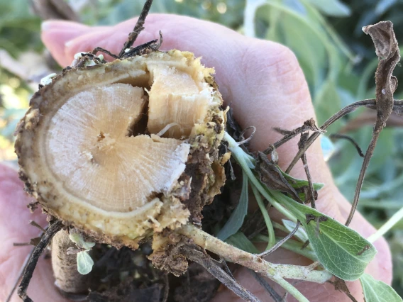 2018 guayule stem