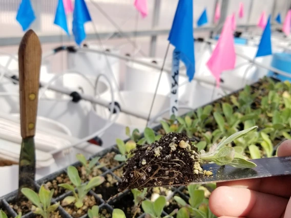 2018 guayule transplant