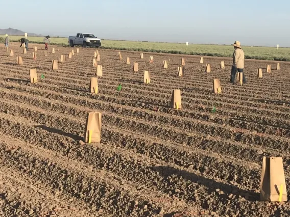 Guayule Variety Trials