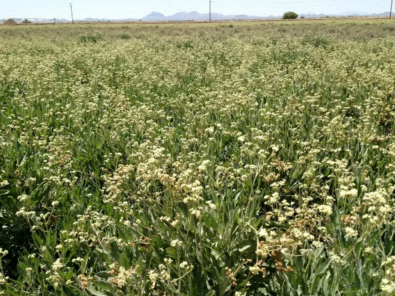 2018 guayule