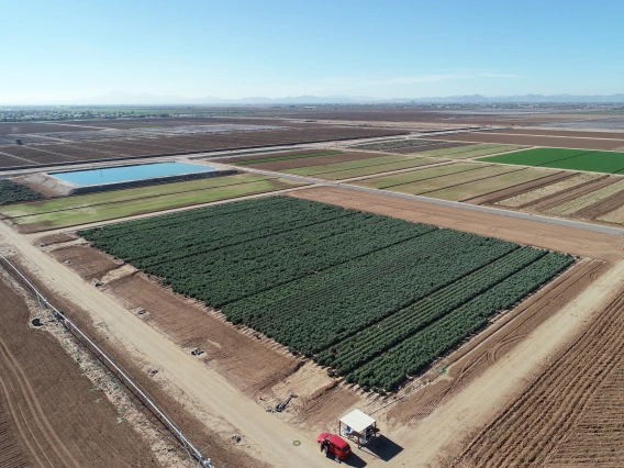 2019 MAC guayule field