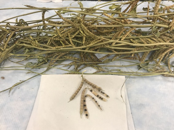 2019 guar seed pods