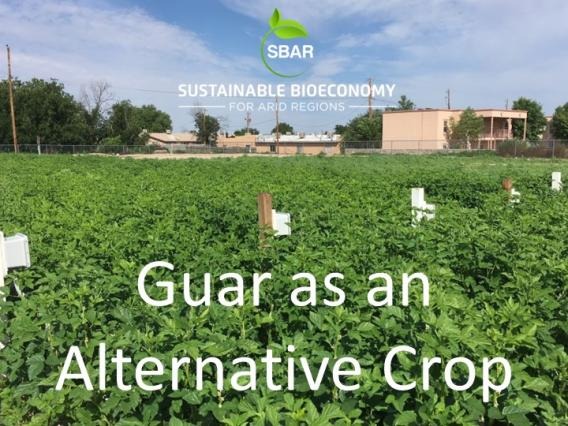 Guar as an Alternative Crop