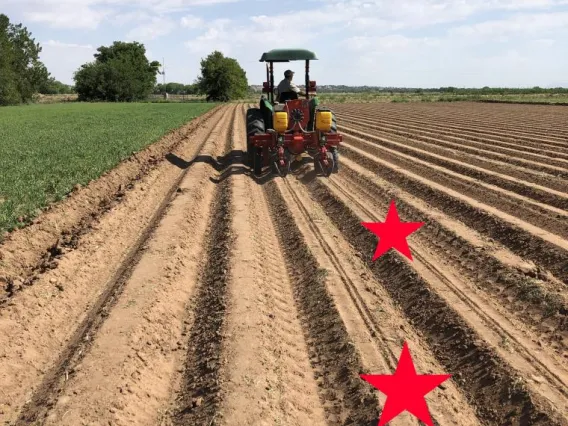  Planting guar on raised beds. Planted rows are shown marked with a star