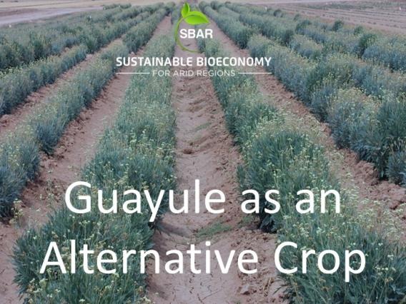 Guayule as an Alternative Crop