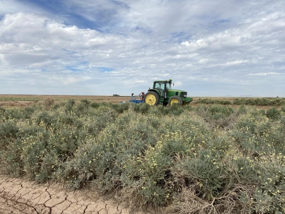 Guayule field Eloy 2022