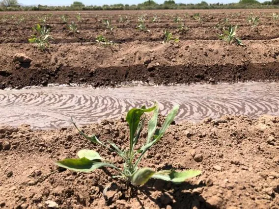 Guayule fields with water Eloy AZ 2022