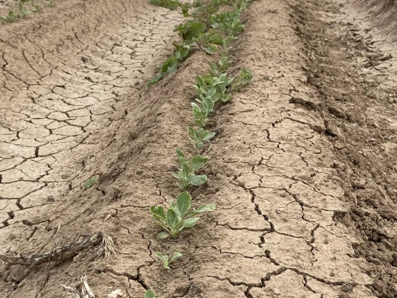 Guayule research trail Eloy AZ 2022