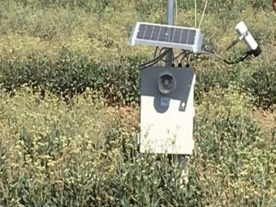 A sensor installed in a guayule field