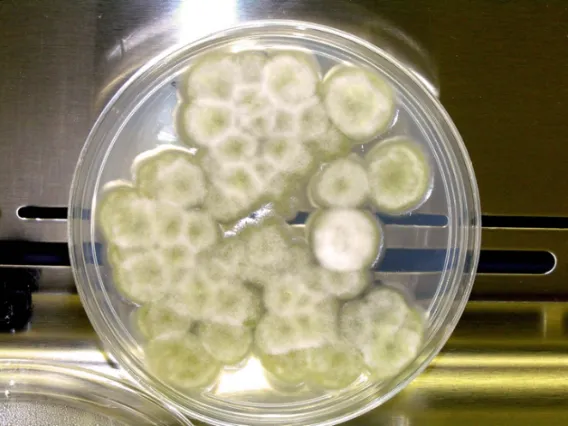 Culture of Chaetomium sp., a filamentous fungus used for biocatalytic transformation of guayule metabolites.