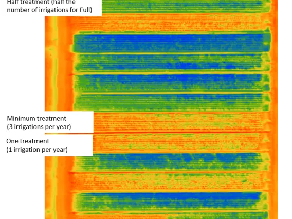 Water deficit index drone image taken in October 2020 from guayule fields in Eloy, Arizona