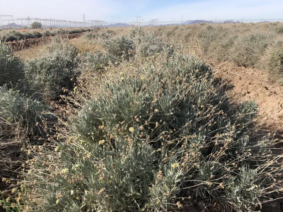 Guayule field, Eloy AZ