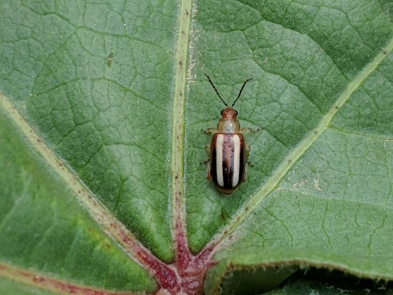 Flea beetle on leaf