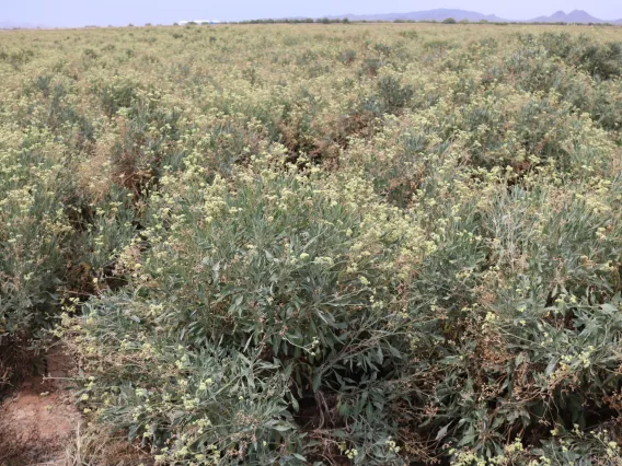 Adult guayule plants in an Arizona field