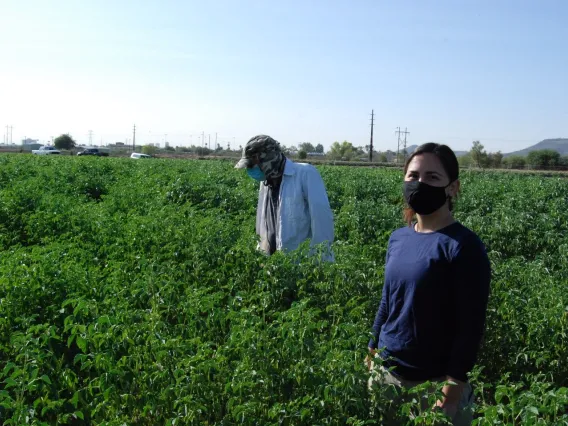 Guar variety trial in Tucson, Arizona (60 days after planting)