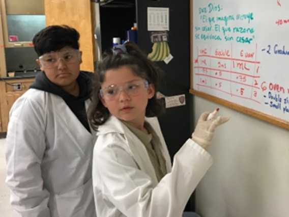 Sixth grade students calculating the antioxidant activities of extracts