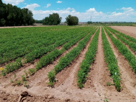 Recently cultivated guar field