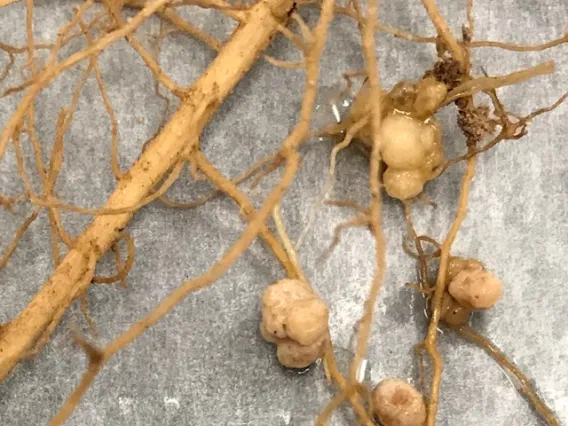 Nodules from the roots of guar plants grown at NMSU’s Leyendecker Science Center.