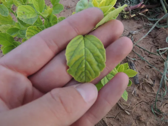 Iron deficiency symptoms on guar leaves