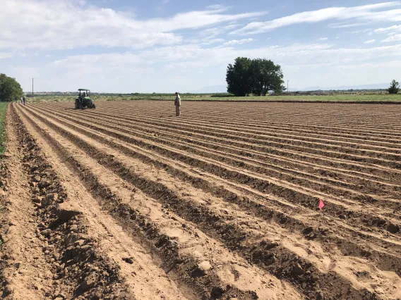 Land Preparation and Planting Guar