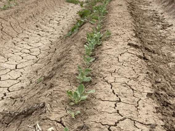 Guayue, Seedlings Eloy AZ