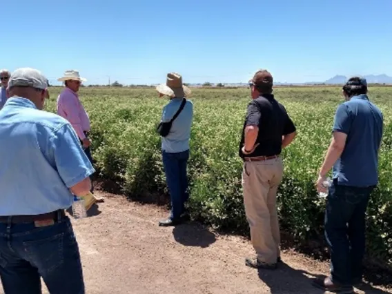 Guayule Field Day 2019, Eloy Arizona