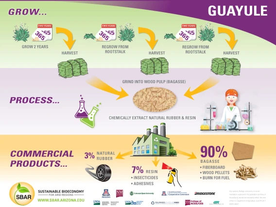 Guayule Flyer