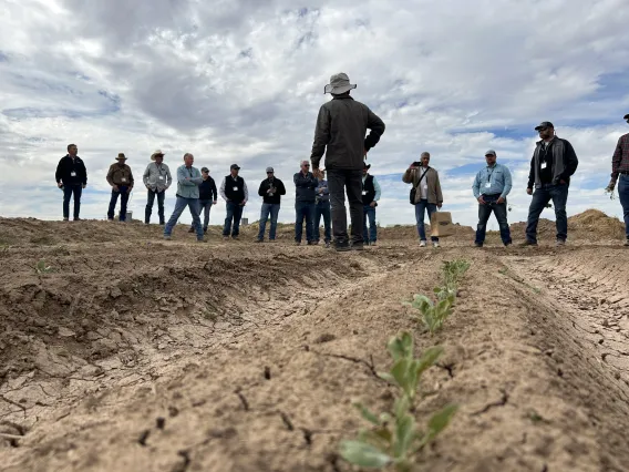 Guayule Grower Field Day 2022 - guayule seedlings and people Eloy AZ