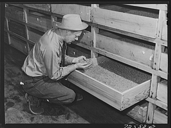 A researcher examines dry guayule seed in 1943