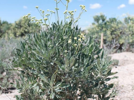 A mature guayule plant in flower