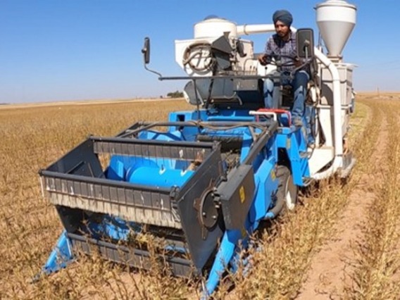Jagdeep Singh demonstrating guar harvest techniques