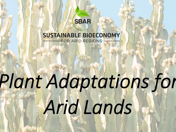 Plant Adaptations for Arid Lands