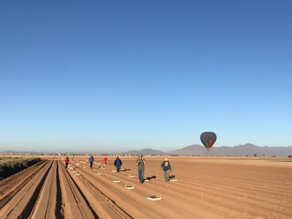 Planting guayule at Maricopa Agricultural Center, November 2019.