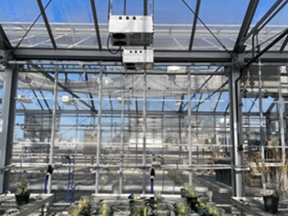 Genetically modified guayule plants in greenhouse