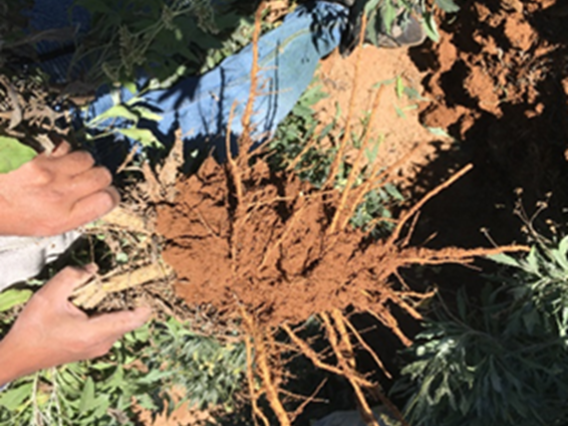Guayule plant root zone soil used to characterize the root-zone microbiome