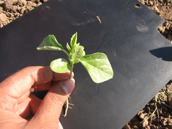 Stage 3 - Guar trifoliate leaf stage (395 Growing Degree Days)
