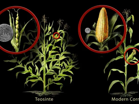 Teosinte Corn