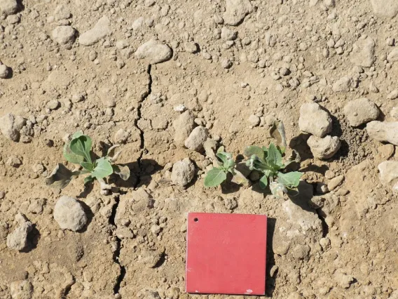 Aim herbicide damage on older guayule leaves, new leaves are healthy and undamaged