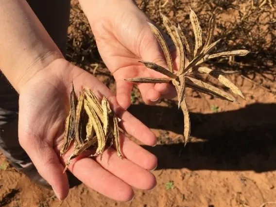 Dry guar seed pods, ready for harvest and processing