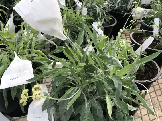 Greenhouse guayule