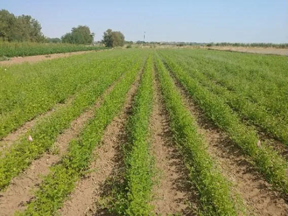 Guar fields established in Los Lunas, New Mexico