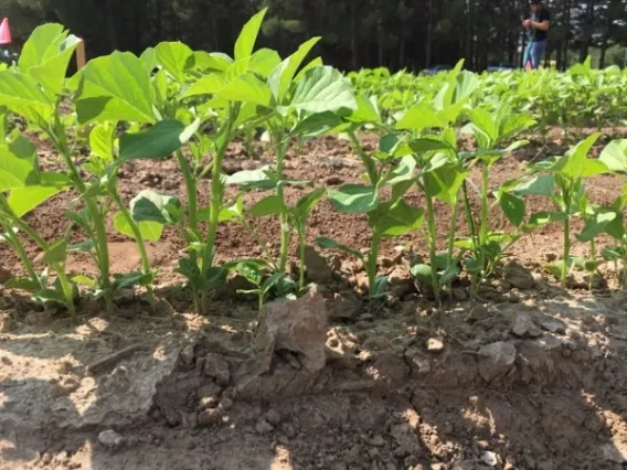 Guar seedlings in a planting density study, Las Cruces, New Mexico.