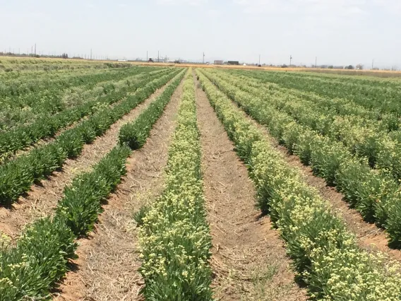 Guayule in the field