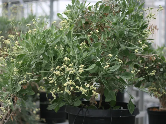 Young guayule plant