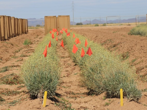 Guayule test plot in Arizona